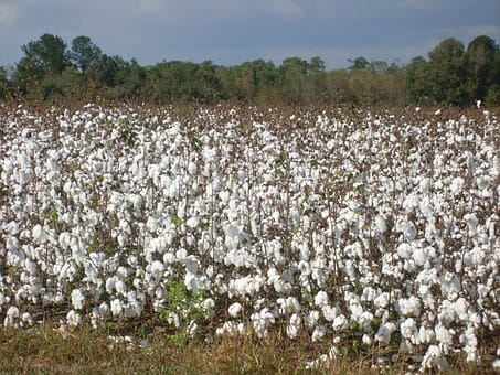 cotton buds manufacturing