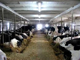 pic of a dairy unit