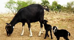 Goat Farming Business - How To Start In 8 Steps - Plan Guide