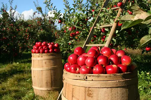 organic farming subsidy