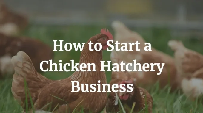 how to start a chicken hatchery business