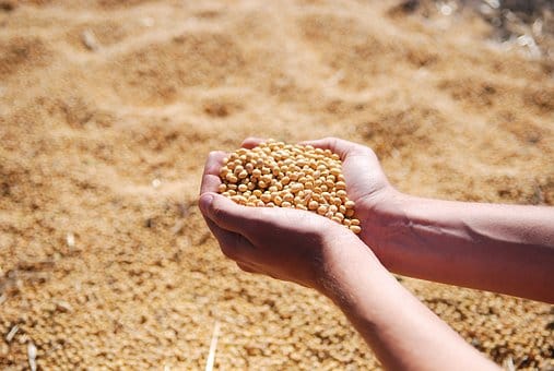 soybean business ideas