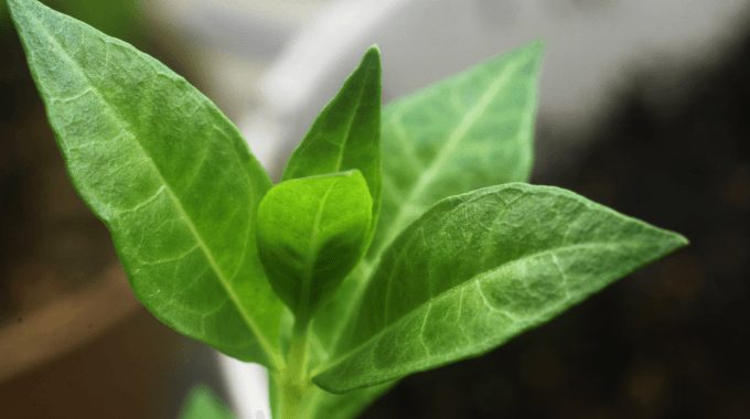 henna powder making business