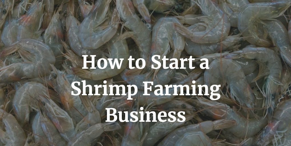 how to start a shrimp farming business