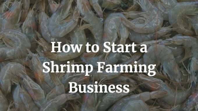 how to start a shrimp farming business