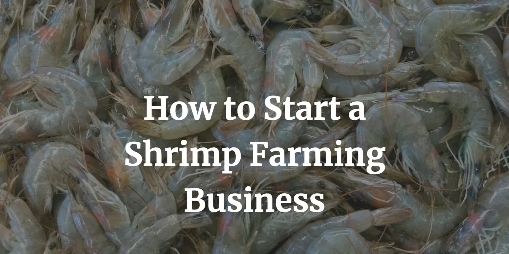 how to start a shrimp farming business
