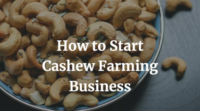 how to start cashew farming business