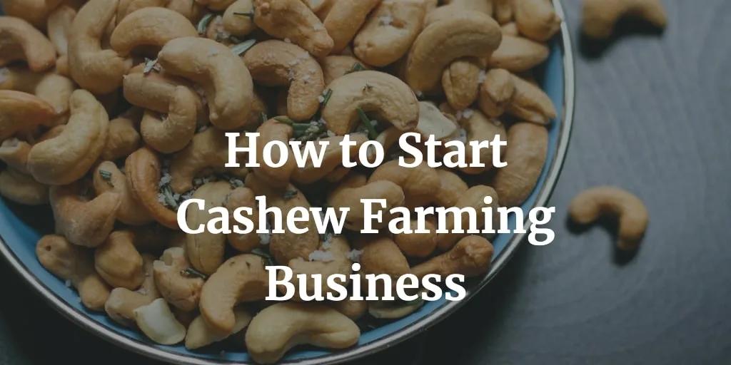 how to start cashew farming business