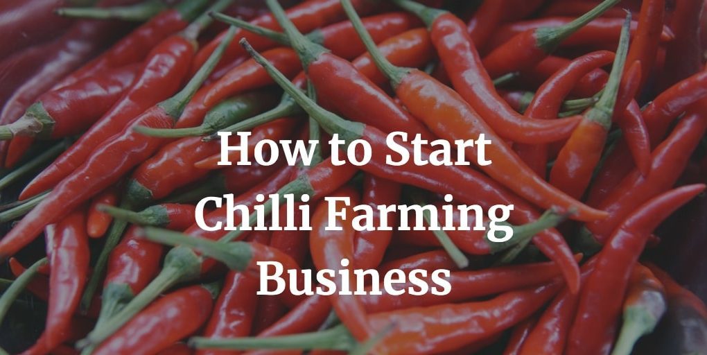how to start a chilli farming business
