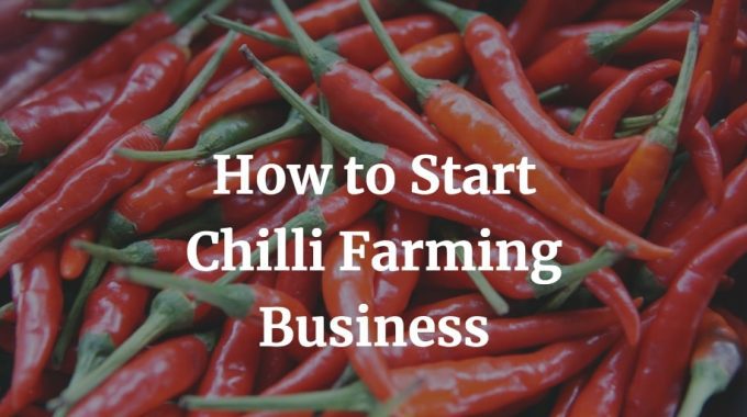 how to start a chilli farming business