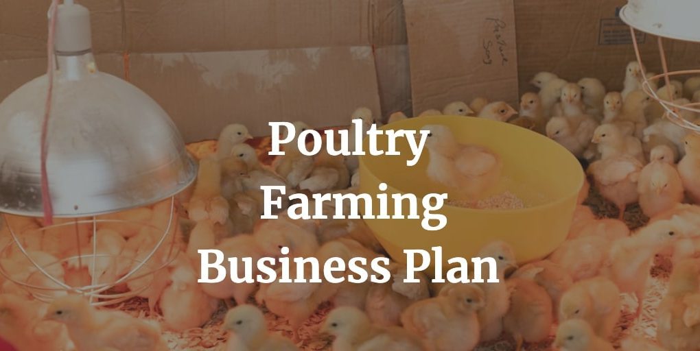 poultry farming business plan