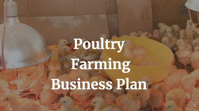 poultry farming business plan