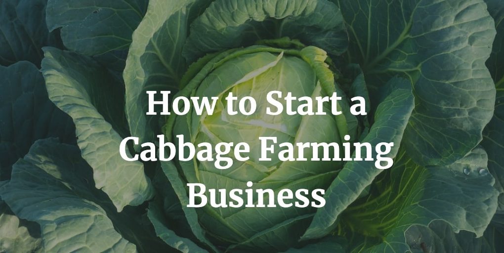 how to start a cabbage farming business