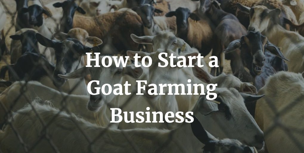 how to start a goat farming business