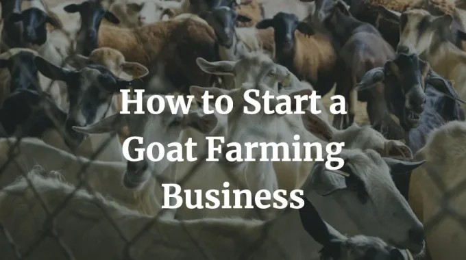 how to start a goat farming business
