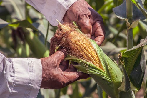 how to start corn flakes manufacturing business