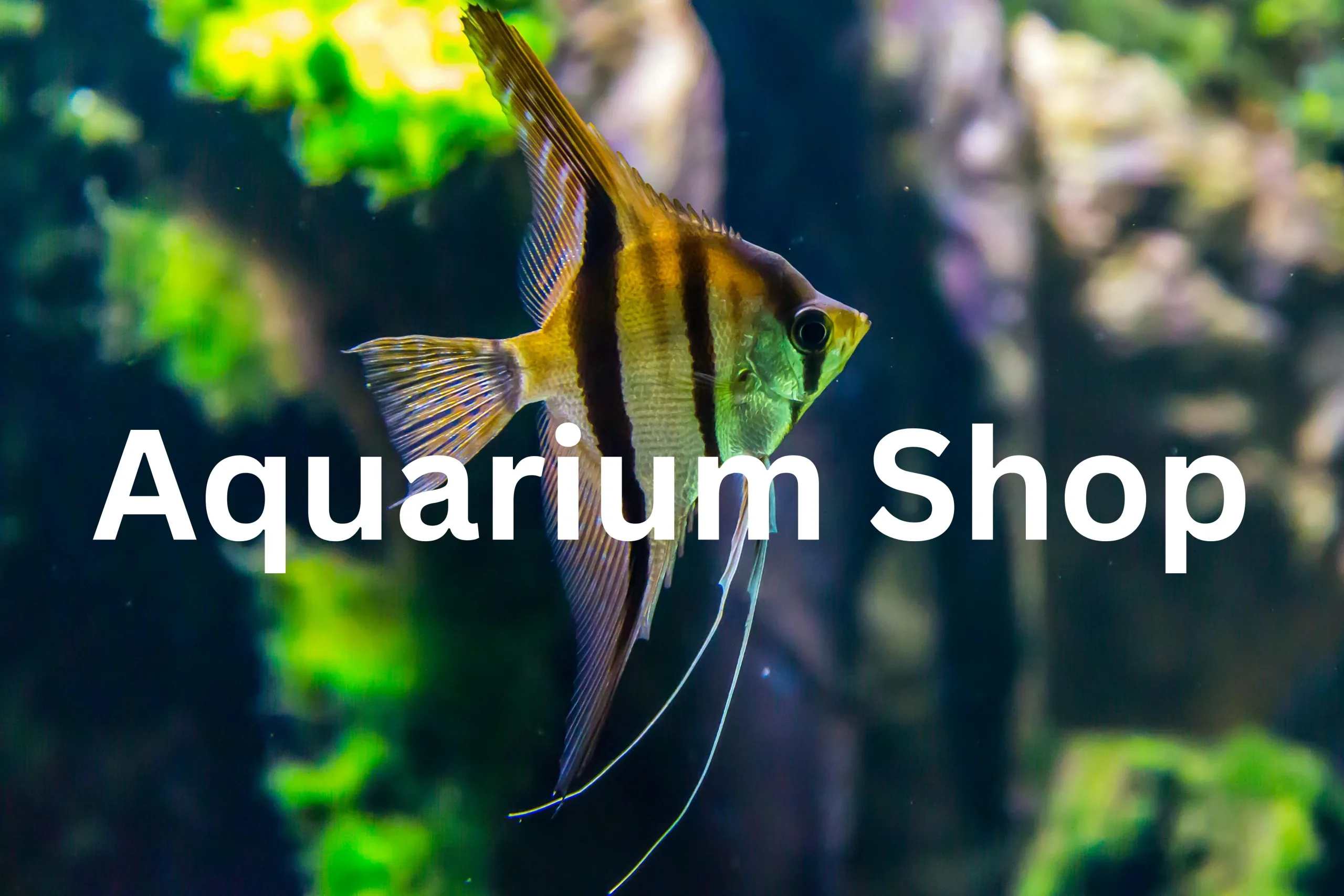 aquarium shop