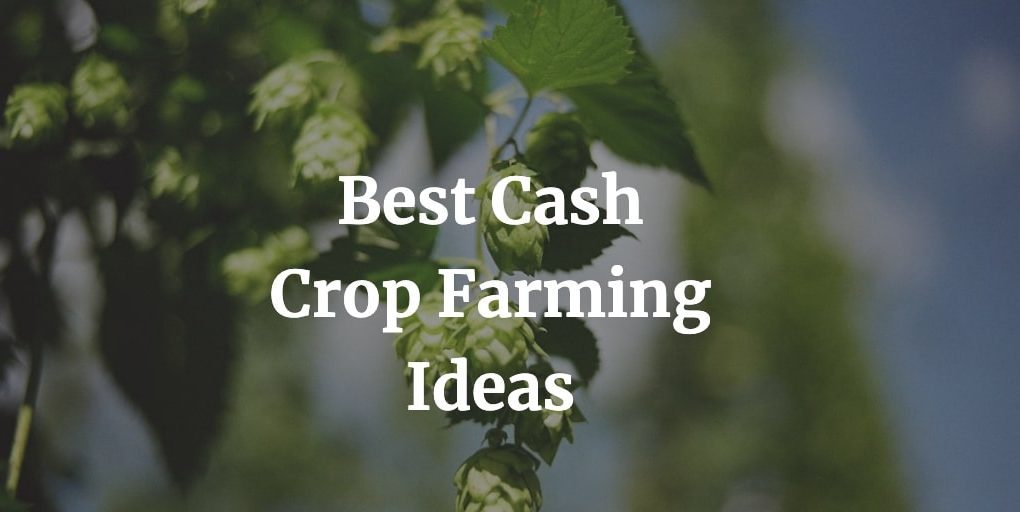 best cash crop farming ideas