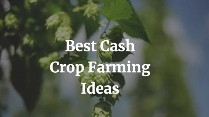best cash crop farming ideas