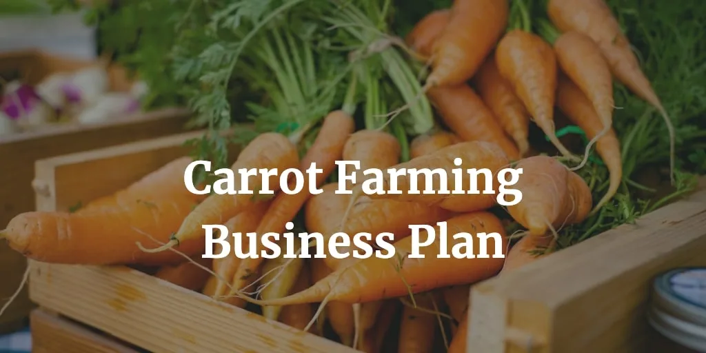 carrot farming business plan
