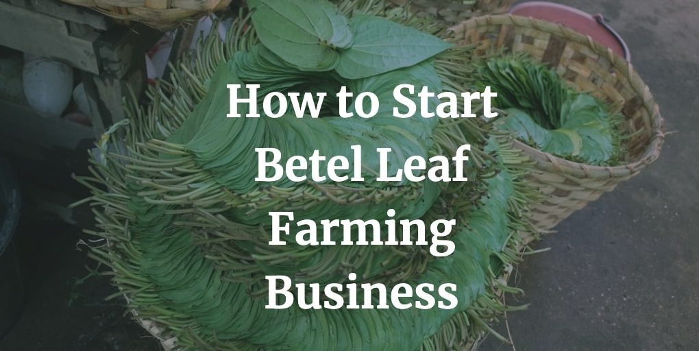 how to start betel leaf cultivation business