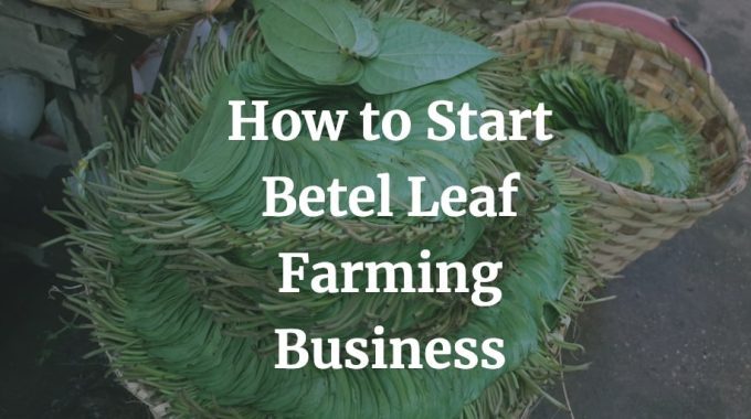 how to start betel leaf cultivation business