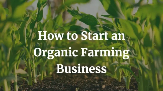 how to start an organic farming business